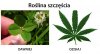 Różnica pokoleniowa....