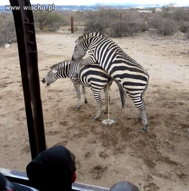 Safari