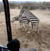 Safari