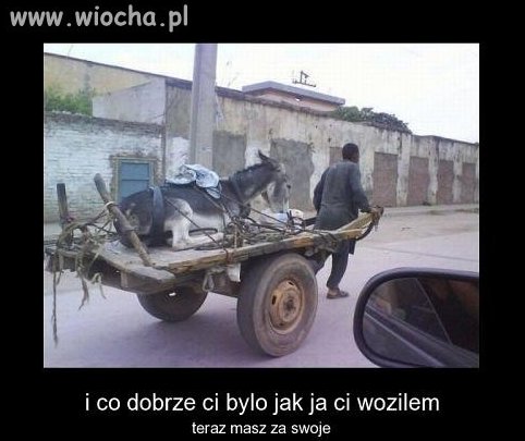 Uparty jak osioł!!!