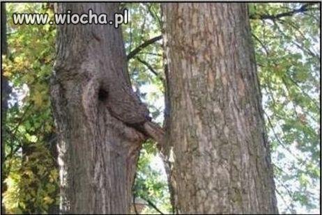 Fajne drzewka...