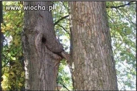 Fajne drzewka...