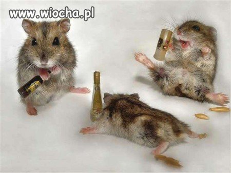 Sylwester wg chomików