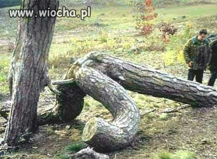 Natura która nas otacza ...
