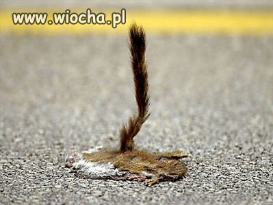 Wiewiórka