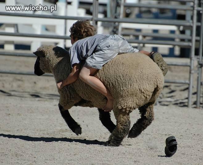 Wiejskie rodeo
