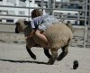 Wiejskie rodeo