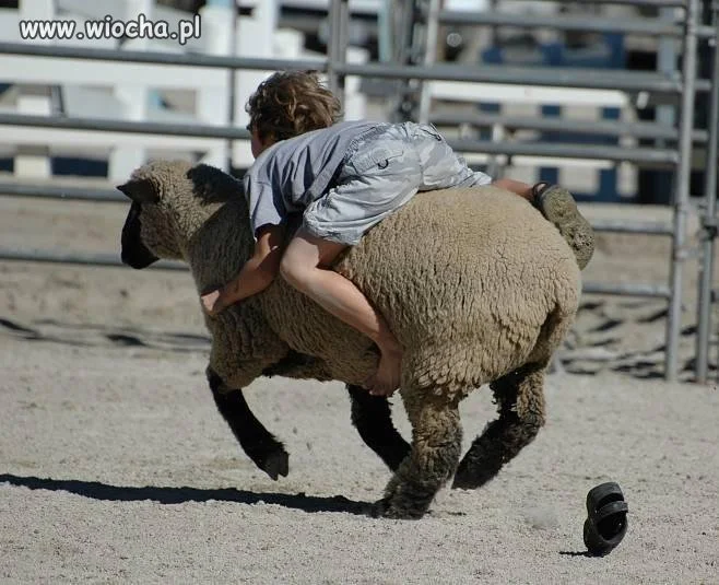 Wiejskie rodeo
