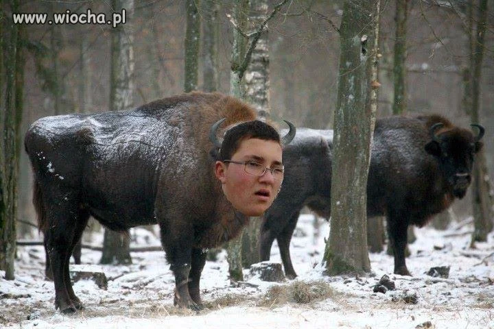 Mistrz Photoshopa