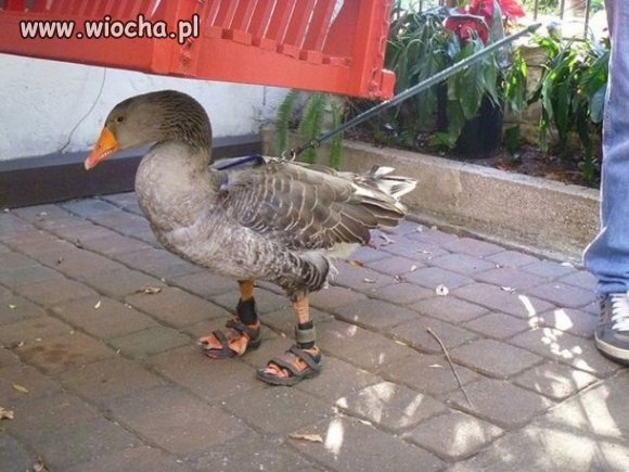 Zwierzę jak człowiek?? Czy człowiek jak zwierze...