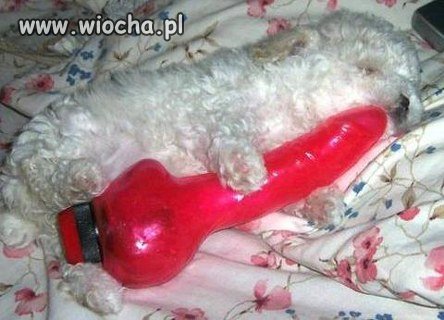 zapomniala pani schowac zabawke