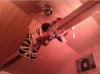 Spiderman???