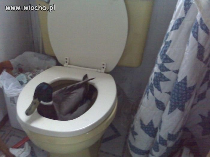 Nowa reklama WC-piker?