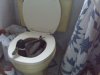 Nowa reklama WC-piker?