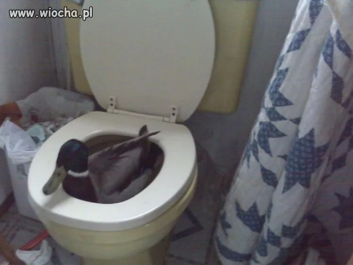 Nowa reklama WC-piker?