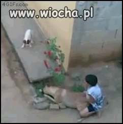 Zabawa z pieskiem