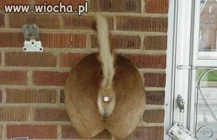 Dzwonek
