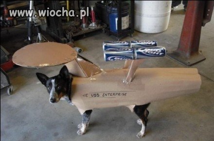 Turbodymodog