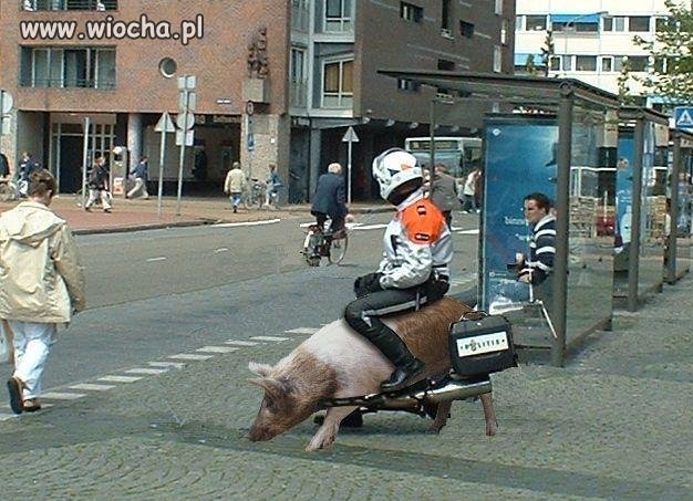 Świnia jako motor 