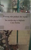 Lepiej nie pukać