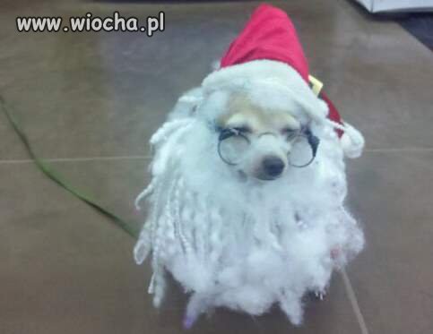 Żal pieska