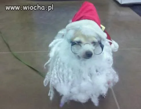 Żal pieska