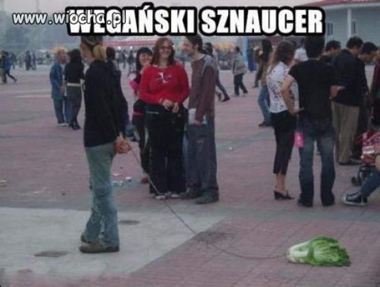 Wegański sznaucer.