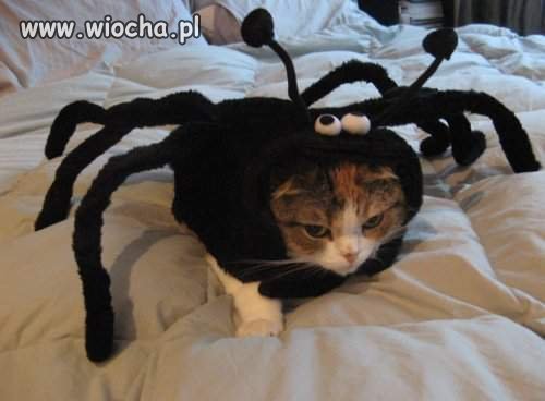 Spider kot 