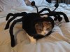Spider kot 