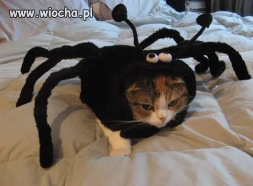 Spider kot 
