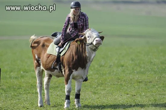 W niemczech