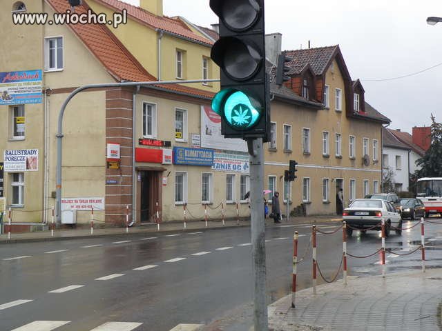 Zielone światło  konopi na mrągowskich skrzyżowan