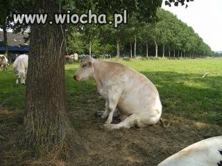 Wiejskie krowy