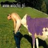 Produkcja czekoladek milka