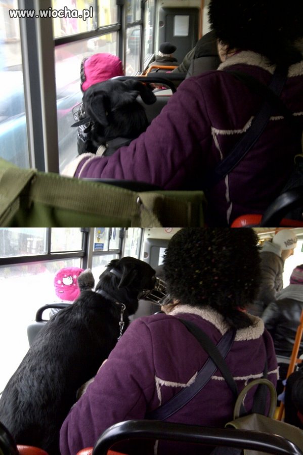 Pies na siedzeniu w autobusie.