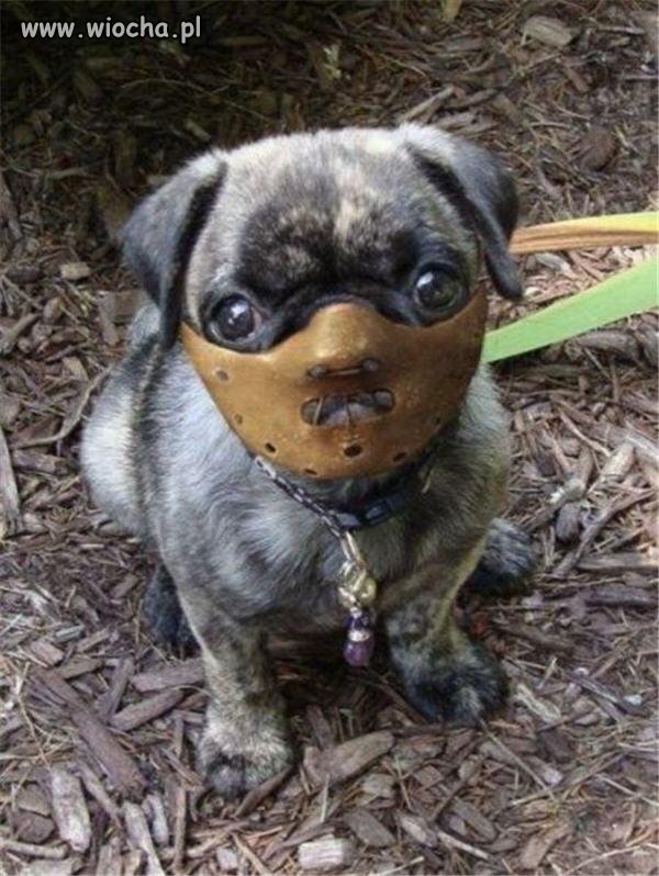 Hannibal doggy