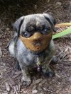 Hannibal doggy