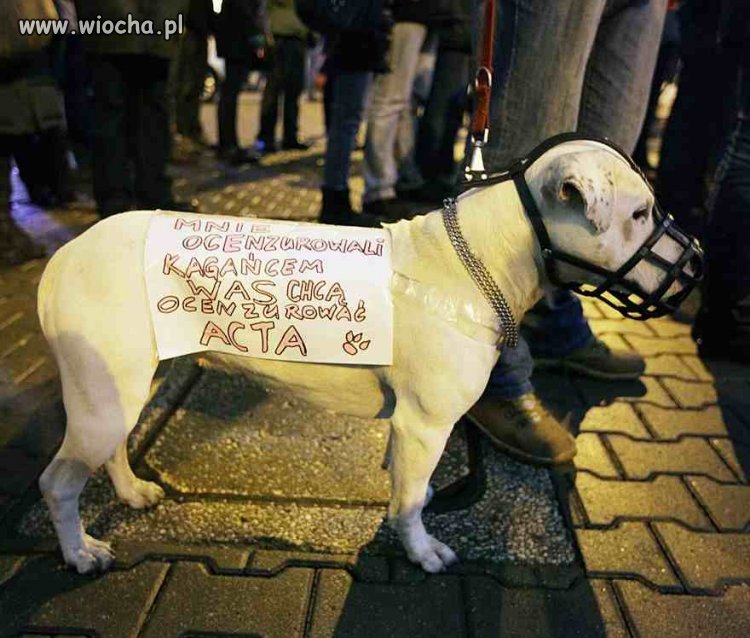 Stop Dla ACTA