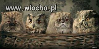 Wtapianie się w tłum