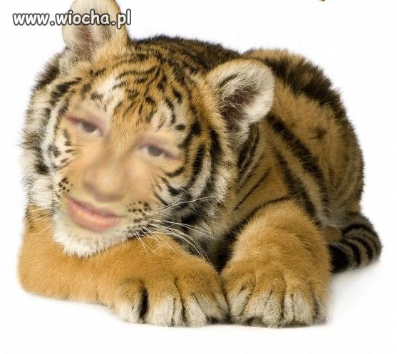 Mrrr to ja, dzika tygrysica 