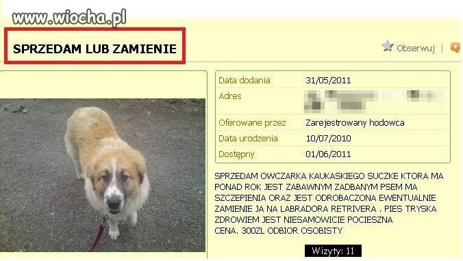 Wiocha z właściciela psiny