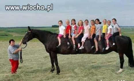 Najdłuższy koń 