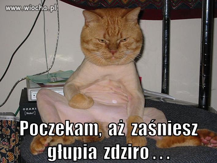 Kotuś