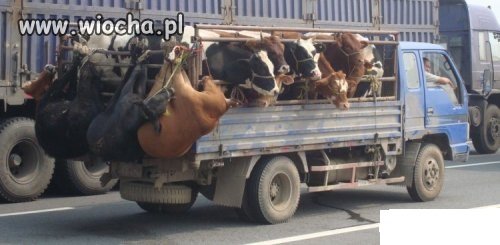 HUMANITARNY TRANSPORT ZWIERZĄT 