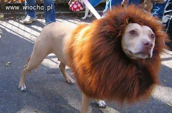 Mufasa