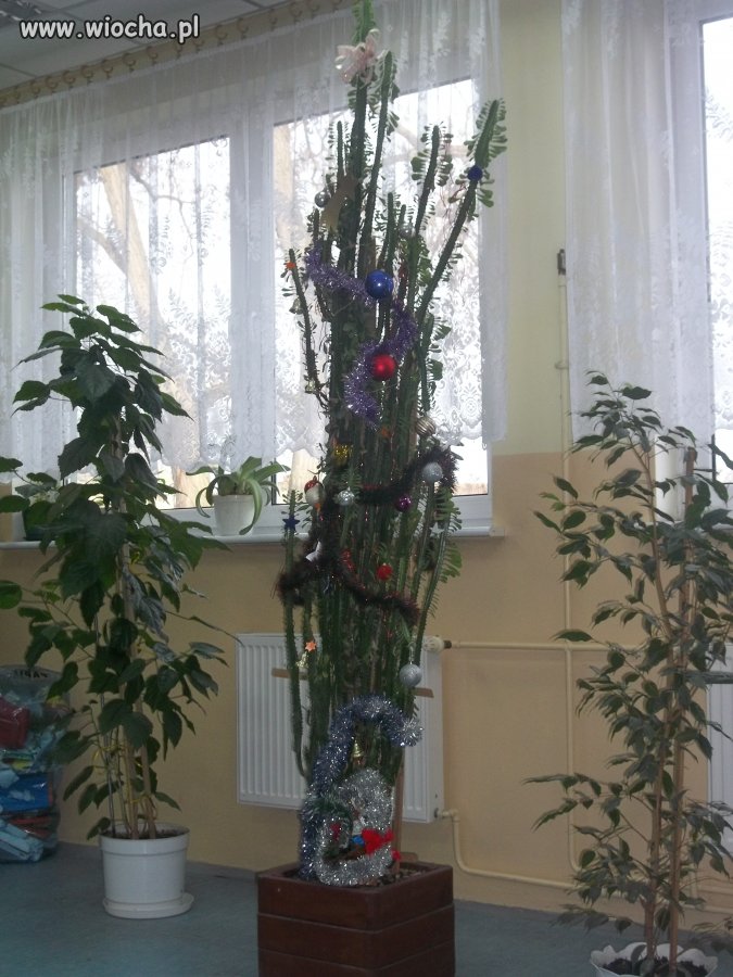 Szkolna choinka.