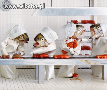 CUO?  Co U Licha?