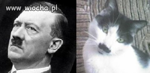 Jest podobieństwo