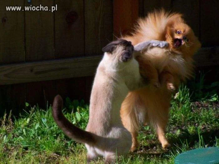 A masz ty łotrze...