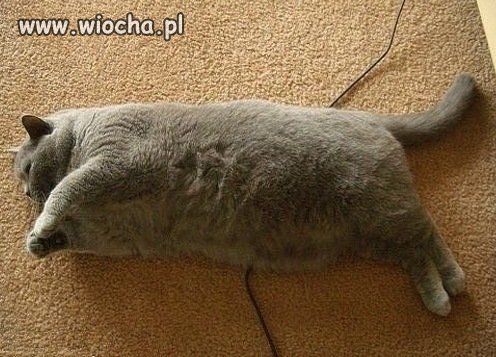 Puma po świętach